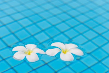 güzel plumeria çiçekler po su yüzeyinde