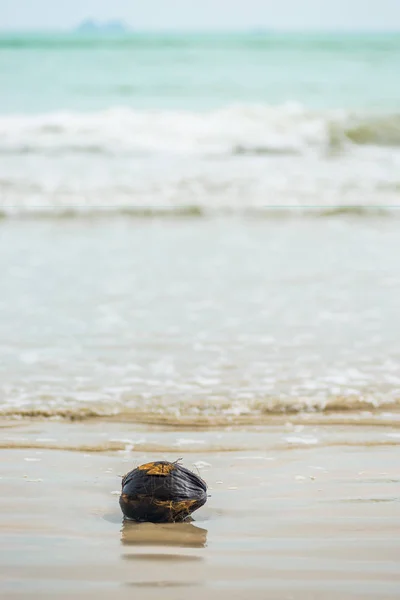 Um velho coco molhado que jogou o mar em terra, encontra-se em um ser arenoso — Fotografia de Stock