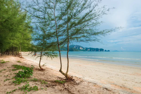 Puha, sárga homok a strandon és a gyönyörű fák, az a nézet — Stock Fotó