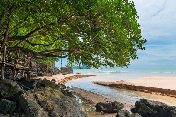 A big tree on the beach above the river that flows into the sea — Stock Photo, Image