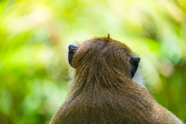 Porträt eines Affen, der sich von einer Kamera in der Natur abwendet — Stockfoto