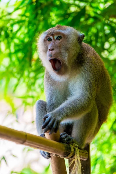 Aufgeregter schreiender Affe in der Tierwelt aus nächster Nähe — Stockfoto