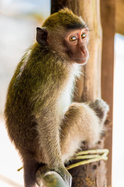 Tímido pequeño mono hermoso en la valla descansando — Foto de Stock