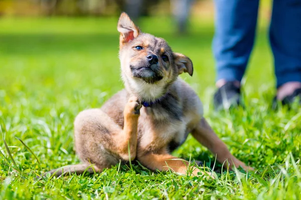Pequeno filhote de cachorro pata coçando seu pescoço sentado na grama — Fotografia de Stock