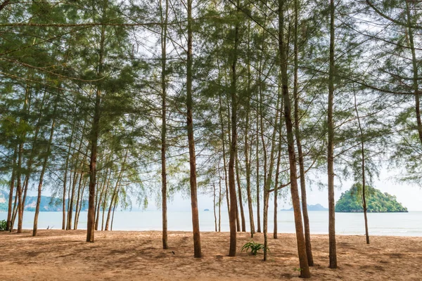 Trees grow on a sandy beach in Thailand near the sea — Stock Photo, Image