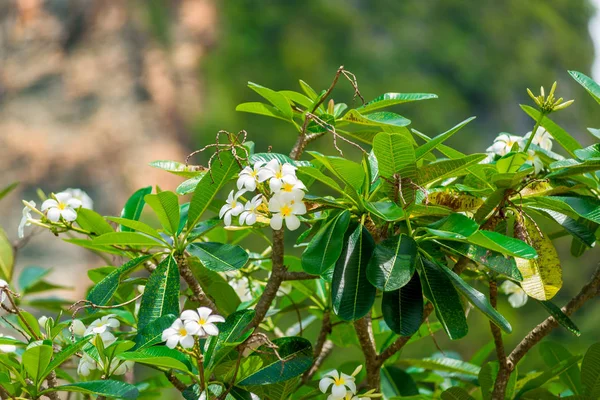 Дерево з ароматні квіти красиві азіатські franzhypani Закри — стокове фото