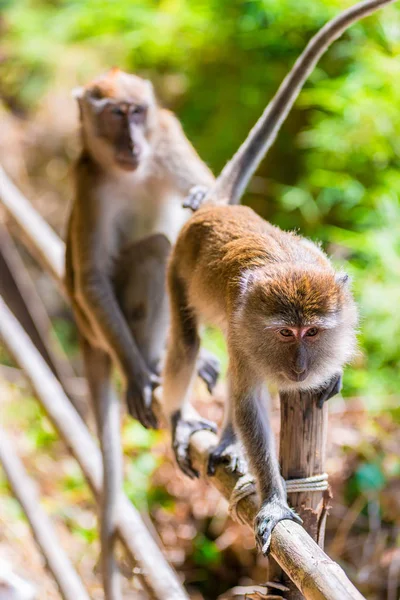 Affen-Porträt im Regenwald auf einem Holzzaun — Stockfoto