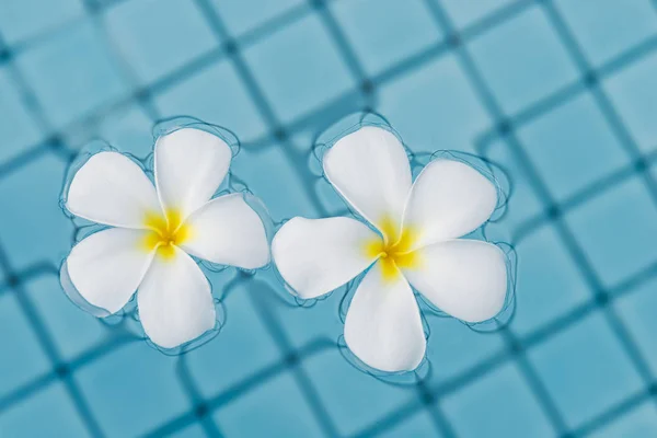 Primer plano dos flores frangipani en la superficie del agua de la piscina —  Fotos de Stock
