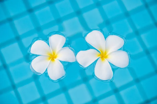 Foto de cerca de las flores de frangipani en el agua de la piscina —  Fotos de Stock