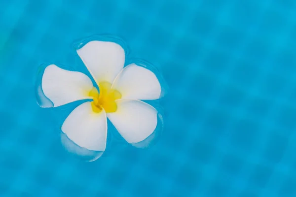 Una flor de plomería primer plano en el agua de la piscina —  Fotos de Stock