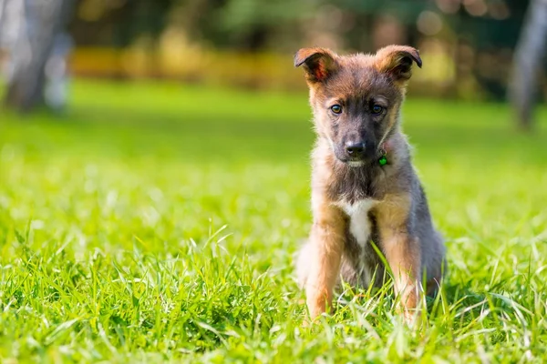 Retrato de un cachorro en un parque sobre hierba verde en un día de verano — Foto de Stock