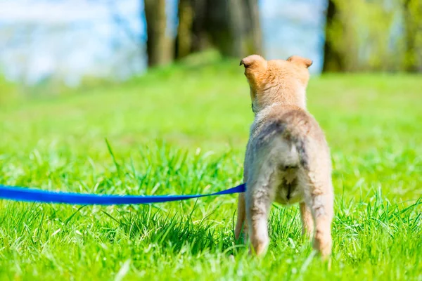 緑の芝生の背面に小さな子犬 — ストック写真