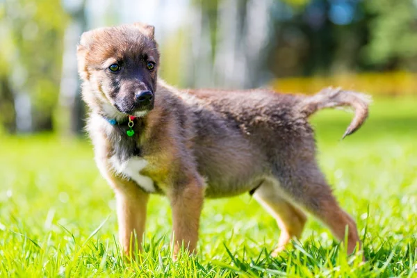 Активная собака на зеленой лужайке в парке горизонтальный портрет — стоковое фото