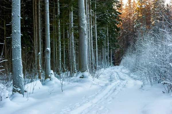 Un camino en el bosque de invierno, una vista de las ramas cubiertas de nieve —  Fotos de Stock