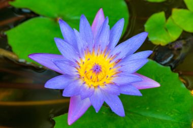 güzel bir gölet closeup mor lily çiçek