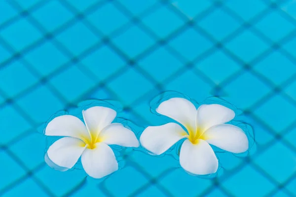 Dos flores frangipani en la superficie del agua de la piscina vista fro —  Fotos de Stock