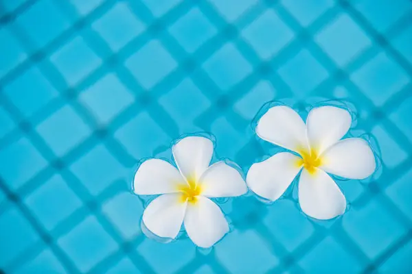 Un par de flores de plumeria tropical en agua azul de la piscina —  Fotos de Stock