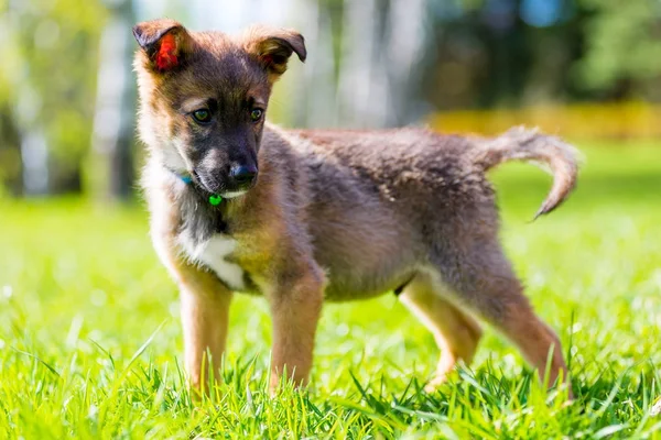 Cachorro juguetón sobre un fondo de hierba verde en un primer plano parque — Foto de Stock