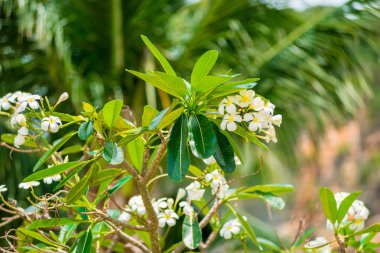 tropic içinde büyüyen bir ağaç dalları Plumeria çiçekler