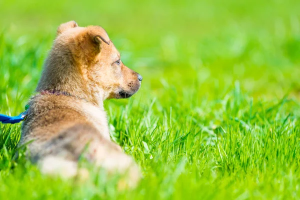 芝生の上にジューシーな緑の草に休んで警戒の子犬 — ストック写真