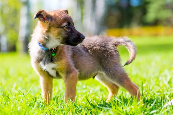 緑の草の背景に遊び心のある子犬の肖像画、 — ストック写真