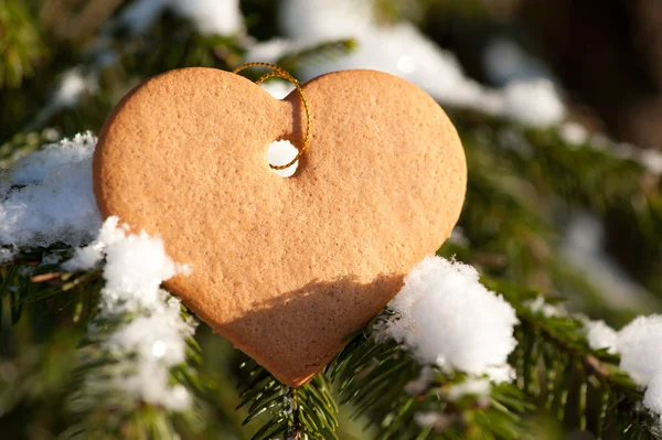 Biscuits au gingembre en forme de coeur sur une branche d'épinette dans le f — Photo