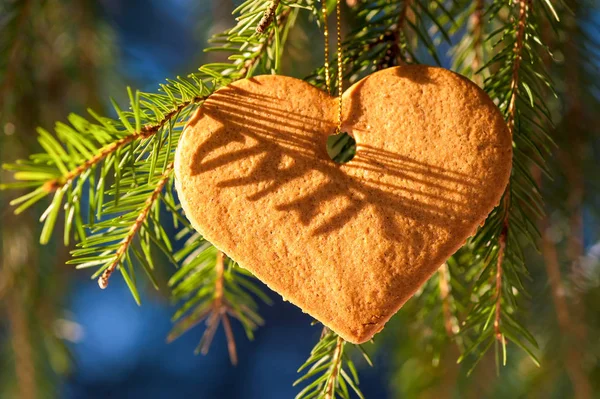 Close-up gember hart opknoping op een tak van de zilverspar in het bos — Stockfoto