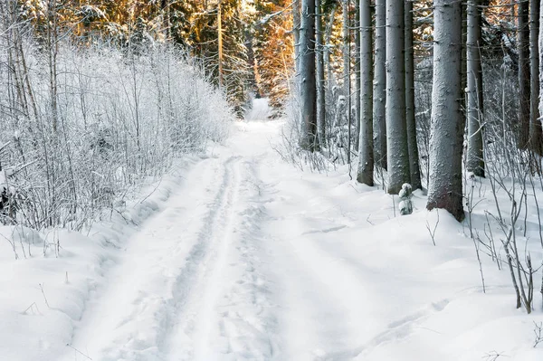 Winter forest in December, trees covered with snow and a path — Stock Photo, Image