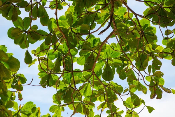 Гілка дерева з зеленим листям на тлі блакитного неба на пляжі — стокове фото