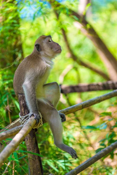 Ein nachdenklicher einsamer Affe sitzt auf einem Zaun im Schatten eines Baumes — Stockfoto