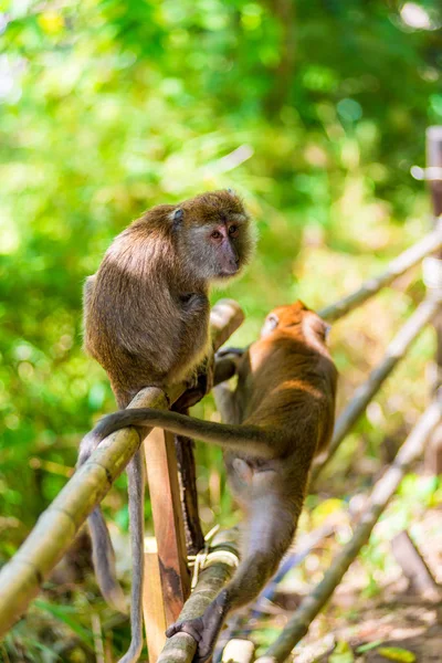Aktive Affen sitzen auf einem Zaun im Schatten eines Baumes — Stockfoto