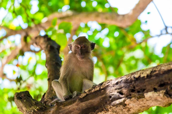 El mono se sienta en el árbol y mira el marco — Foto de Stock
