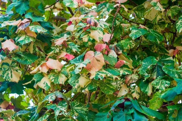 Барвисте листя на дереві, що росте в тропіках крупним планом — стокове фото