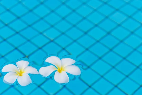 Plumeria flowers on blue water in the pool, space on the right — Stock Photo, Image