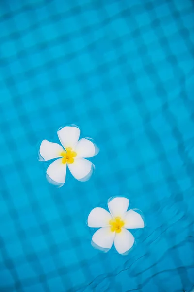 Flowers frangipani in water vertical photography — Stock Photo, Image