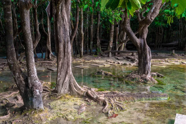 Trees in the jungle near the emerald lake in Krabi, Thailand — Stock Photo, Image
