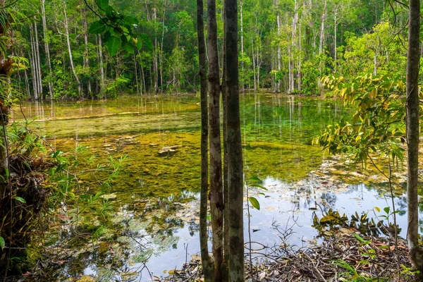 View of the swamp in the Asian wild jungle — Stock Photo, Image