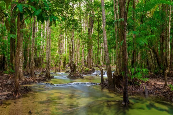 Thick shady jungle asia with a clean river — Stock Photo, Image