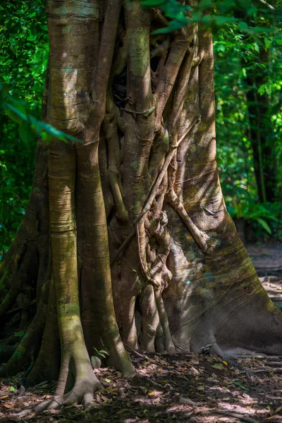 Trunk of an old big tree with creepers close-up photo from Thail — Stock Photo, Image