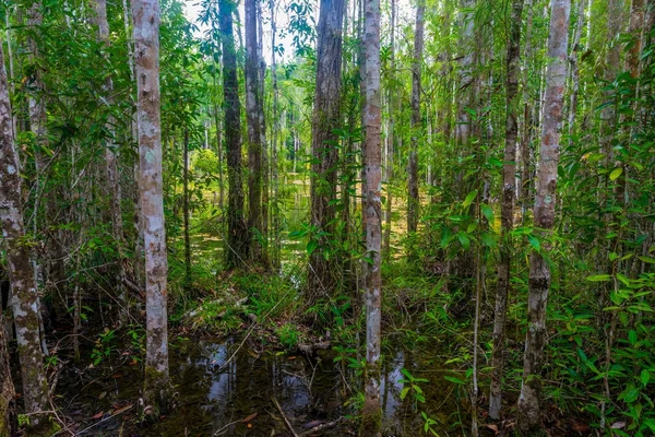 Träsk i ogenomträngliga tropiska djungeln av Krabi, Thailand — Stockfoto