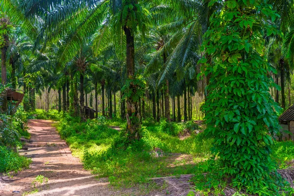 Thickets of coconut trees on a farm in Thailand — Stock Photo, Image