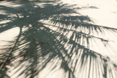 kumlu bir plaj tropikal adalar üzerinde palmiye dallarda silüeti