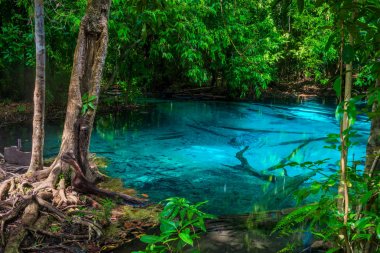 Tayland, Thailand, Krabi bir mavi göl kıyısında tropik ağaç