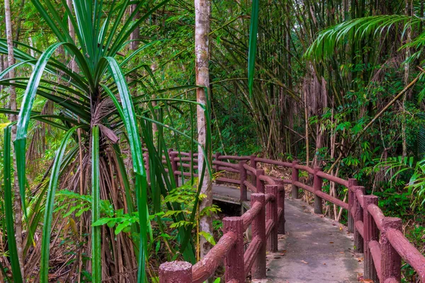 Tajski gęstej dżungli i piękne szlaki — Zdjęcie stockowe