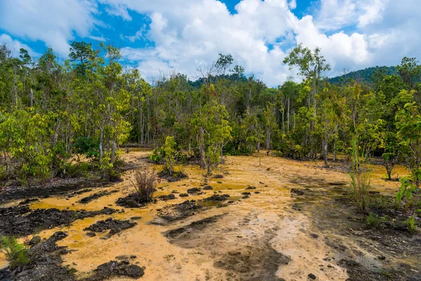 Dry trees and parched swamp in the rainforest in Krabi, Thailand — Stock Photo, Image