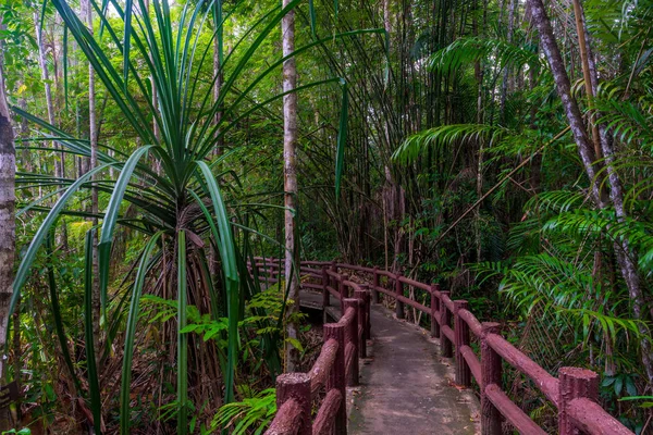 Sendero de senderismo en la selva - punto de referencia local en Krabi Park, Tailandia —  Fotos de Stock