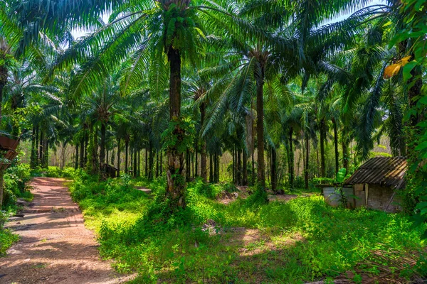 Lush branched palm trees on a sunny day on a coconut farm in Tha — Stock Photo, Image