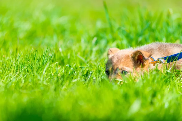 芝生の上にジューシーな緑の草に安静時茶色のウールで子犬 — ストック写真