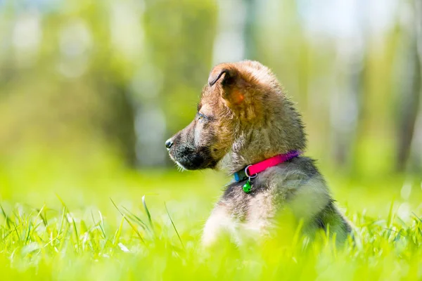 草の上に座って見ているピンクの首輪の子犬 — ストック写真