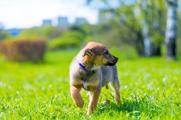 緑の草の背景に守られた子犬の肖像画、 — ストック写真